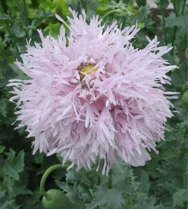 250 Organic PEONY POPPY MIX Papaver Paeoniflorum Mixed Colors Red, White, Pink, Black, Purple, Salmon, Bronze, Lilac, & Bicolor Flower Seeds